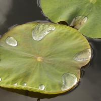 feuille lotus